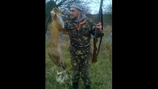 Снятие шкуры с лисы ...