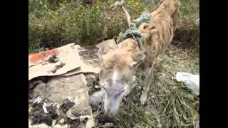 Rescate Galga