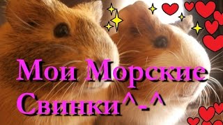 ^-^Мои Морские Свинки Белла и Фрося*-*