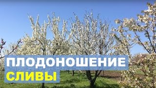 Высокий урожай сливы в Вашем саду