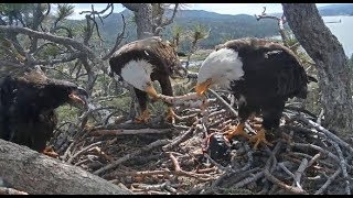 Big Bear Eagles ~ Jackie & Shadow ** TUG-O-FISH** Simba Watches! 6.25.19