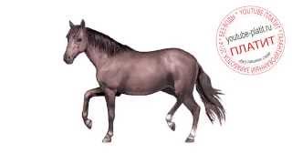 Как поэтапно нарисовать лошадь Учимся рисовать лошадь