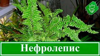 Папоротник нефролепис – уход в домашних условиях: пересадка, размножение и приметы