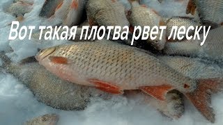 Бешеный жор крупного окуня и плотвы на безмотылку. Река Тобол, безмотылка рулит.