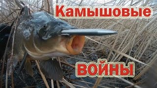 Камышовые войны! Трудовая охота в камыше!