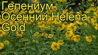 Гелениум осенний Елена Голд. Краткий обзор, описание характеристик helenium autumnale Helena Gold