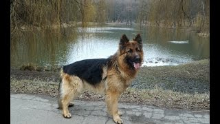 Немецкая овчарка - член семьи.