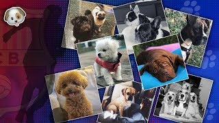 Sergi Roberto & The Barça Dog Challenge