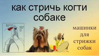 ?⛸Как правильно стричь #когти собаке дома. Без боли!