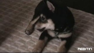 黒柴犬の凛丸君～室内遊び0001 shiba inu Japanese dog