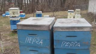 Лекарство от всех болезней расплода, 13.03.2017г