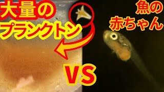 育成中の魚達に大量のプランクトンをあげたら可愛すぎた！