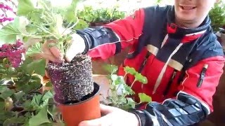 КОРОЛЕВСКАЯ ПЕЛАРГОНИЯ(ГЕРАНЬ) №2 ОБРЕЗКА и УХОД.