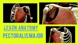 Pectoralis Major - Original | Insertion | blood and nerve supply