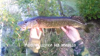 Ловля щуки на живца,видео rybachil.ru