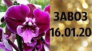?УРА!!!!! НОВЫЙ ГОД. (завоз 16.01.20 г.) Рассматриваем отправку за границу. ЗАМЕЧТАТЕЛЬНЫЕ КРАСОТКИ?
