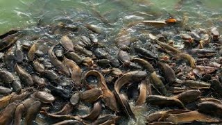 Cat Fish At Nehru Zoological Park In Hyderabad | Zoological Zoo Hyderabad Full Video |