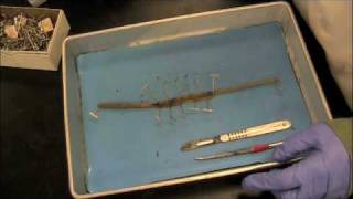 Earthworm Dissection Lab