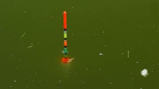 Şamandırayla sazan avı 2019 -2020 (gece - gündüz)şamandıra zevki (float fishing)