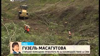 По факту незаконной вырубки леса по улице Блюхера в городе Уфе возбуждено уголовное дело