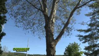 Strobert Tree Removal Services Radnor,  PA