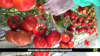 POMIDOR MAXEZA F1 (ENZA ZADEN)