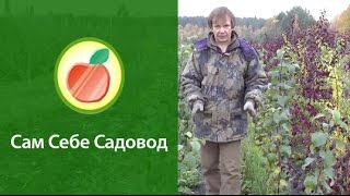 Агроволокно (спанбонд) в питомнике