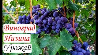 Виноград Низина. Урожай и особенности гибридной формы