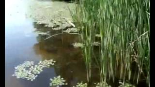 Пляж нудистов - подсмотренное