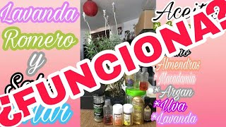 Dreads *Resultados del tónico para madurar*