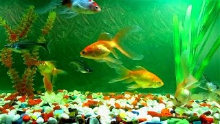 Красивый аквариум с рыбками