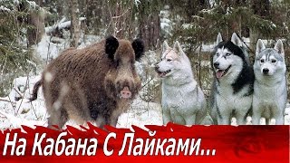 Охота на Кабана с Лайками! Трофейный Секач.