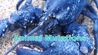You Won't Believe These Animal Mutations Aren't Photoshopped