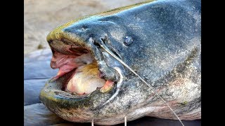 Квок , Сом на квок , Ловля сома на квок , Ловля сома , Catfish / Сом