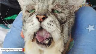 Cat with rare condition adopted by loving family - Cat with Ehlers-Danlos syndrome