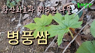 항산화 효과가 뛰어난 나물 병풍쌈. 들뫼곳간 나물이야기