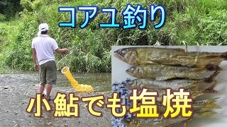 釣り。小鮎釣り。コアユの塩焼き。大漁、入れ食いだ。　琵琶湖 淡水魚 Fishing