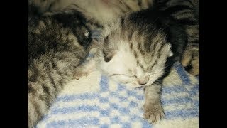 Котятки. Как кошка ухаживает за котятами!