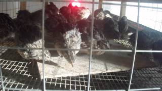 Quail sex