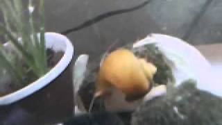 Мой новый аквариум и фильтр из гранитной крошки