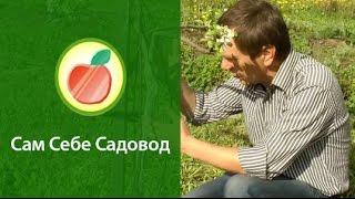 Как спасти яблоню после повреждения грызунами?
