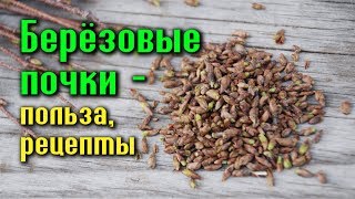 БЕРЁЗОВЫЕ ПОЧКИ - ПОЛЬЗА ДЛЯ ЗДОРОВЬЯ, РЕЦЕПТЫ