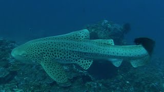 Diving in Myanmar & Surin Jan2016