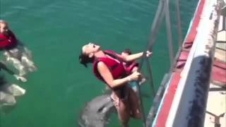 дельфин насилует девушку  Dolphin raping girl