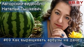 Учимся выращивать арбузы на даче