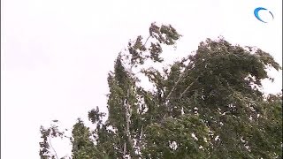 До конца дня в Новгородской области будет бушевать шквалистый ветер