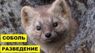 Разведение Соболя в домашних условиях как бизнес идея