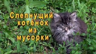 Слепнущий котенок из мусорки Кузя