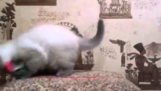 Кот породы Скоттиш фолд (Шотландская вислоухая) Москва