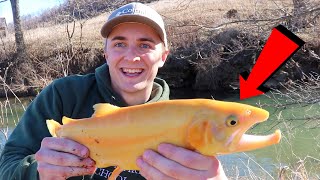 GOLDEN Trout Fishing a CLEAR Creek! (Cripple Creek, VA)